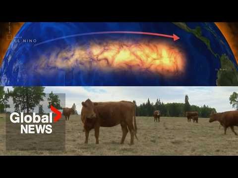 “Picking up the pieces”: Devastating wildfires, severe weather leave Canadian ranchers in tough spot