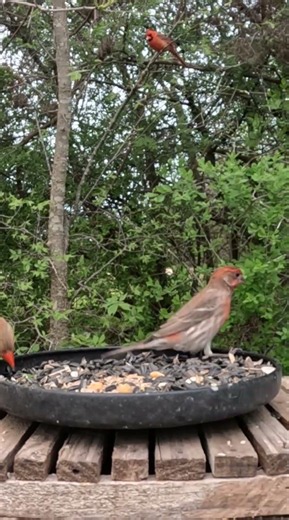 A House Finch not bothered by Cardinals at the feeder 🐦 #backyardbirds