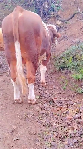 Daily life diary of a rural cattle farmer #210