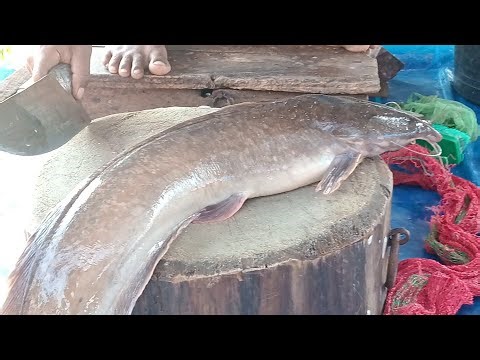 Big Bengal River African Catfish Fish Cutting | Professional Fish Cleaning & Expert Cutting Skills