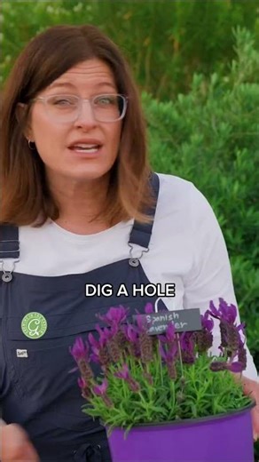 Don't Kill Your Lavender!