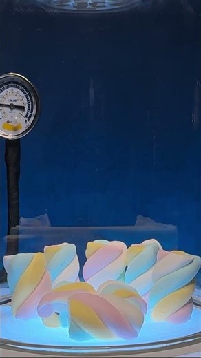 Marshmallows Expand and Collapse Under Vacuum