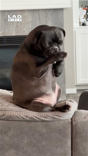 Can you tell my dog grew up around cats? 😅 (🎥: ViralHog)
