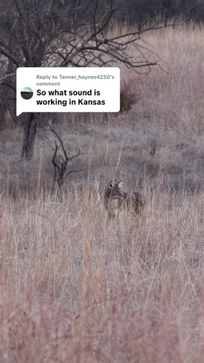 Replying to @Tanner_haynes4250 Coyotes are responding to a ton of different prey distress and coyote sounds. Various rabbit distresses, bird distresses, rodent distresses, and coyote howls, distresses and fights. Coyotes have been calling excellent! #foxpro #coyote #hunting #coyotehunting #weliveforthis Alt Description: Two coyotes running to the FOXPRO X24.