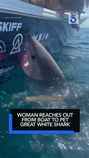 Woman reaches out from boat to pet great white shark