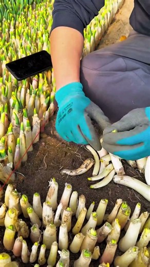 Process of producing vegetable seedlings