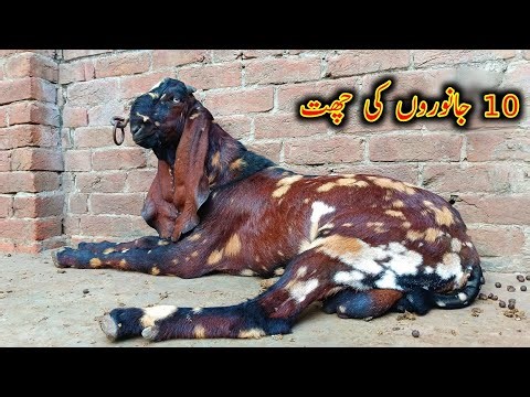 Rooftop Goat Farming Setup In Lahore - Goat Farming Model In Pakistan 