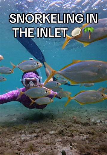 Snorkeling in the Inlet: Surprising Sea Creatures Caught on Camera