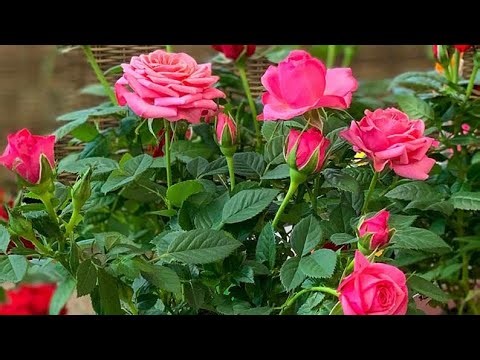 இது ஒரு இலை போதும்.மாடியில் பசுமைப்புரட்சி செய்யலாம். Universal One Leaf ,Easy, Homemade Fertilizer.