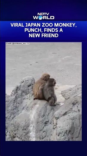 Viral Japan Zoo Monkey, Punch, Finds A New Friend