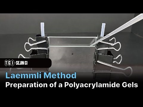 폴리아크릴아마이드 겔 제조 (Laemmli Method)