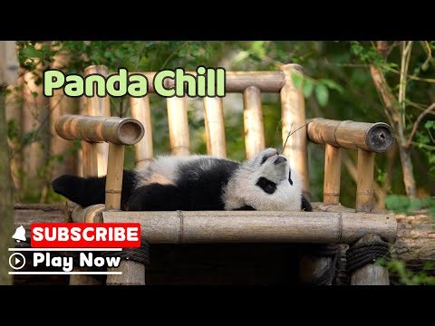 Let The Panda Cub Teach You A Masterclass In Peak Relaxation | iPanda