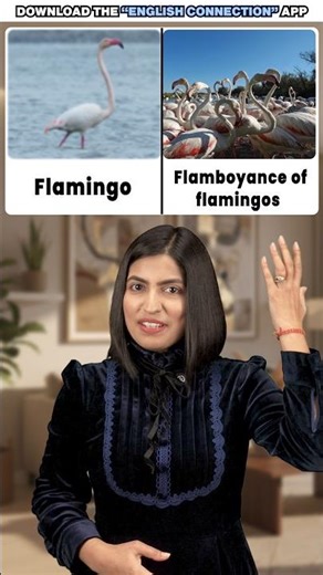 Stop Saying “Group”! ❌ Learn Advanced Animal Collective Nouns | English Connection #shorts