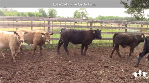 Lot 6154: Mid-Atlantic Cattle Sales - Video Sale