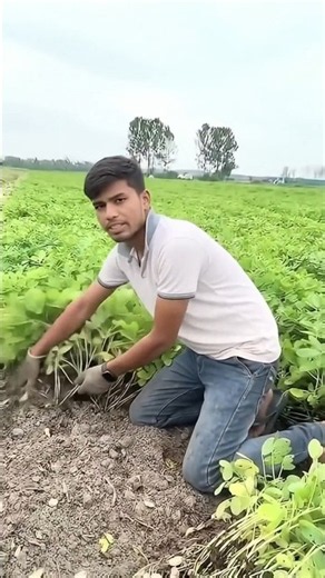 Peanut Harvesting: Farmer Pulls Groundnut Plants to Reveal Hidden Peanuts#shorts