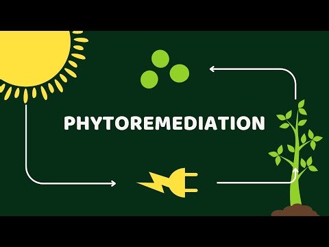 Phytoremediation