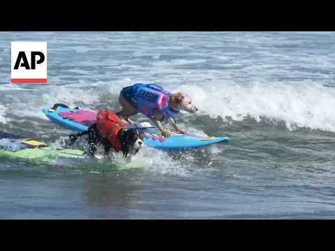 Dogs ride waves at World Dog Surfing Championship in California