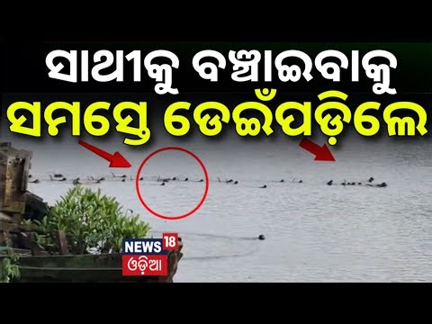 ନଦୀରେ ଏତେ ମାଙ୍କଡ ! Group Of Monkey tries to save companion from crocodile attack | Kendrapara News
