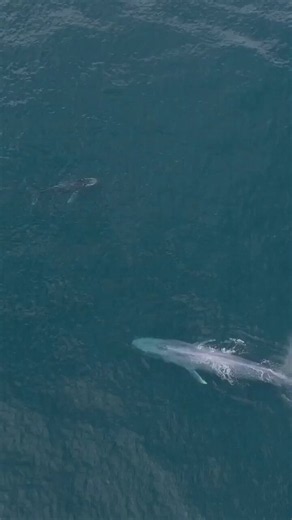 The size of a blue whale compared to a full grown humpback whale.