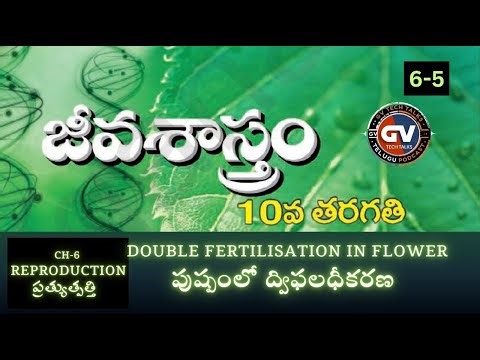 X BIOLOGY - CH 6-5-DOUBLE FERTILISATION IN FLOWER - v2-PODCAST