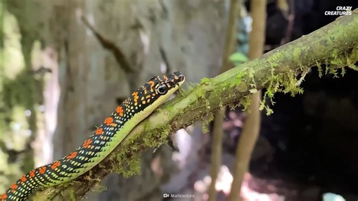 Watch what happens when a venomous snake strikes faster than the eye can see