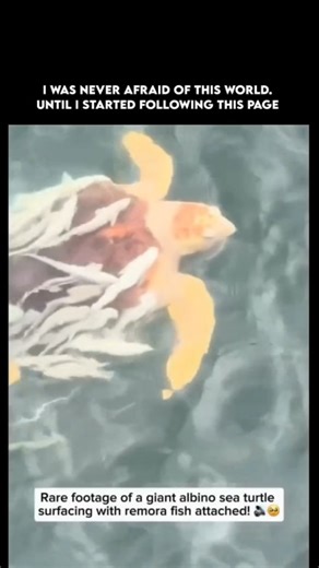 Sea Of Whispers - Dark Ocean Mysteries on Instagram: "They told us albino sea turtles don’t survive long in the wild… but this one defied every law of nature. 🌊 Here’s what they don’t tell you: ✅ Albino sea turtles are among the rarest creatures in the ocean—most never make it past childhood because their bright white shells make them easy prey. ✅ To reach adulthood, one must beat odds of over one in a million, surviving predators, pollution, and the brutal forces of the sea. ✅ Those strange fi