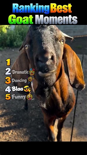 😂 Top 5 Funniest Goats Ever 😂 These Goats Are WILD! 🐐🤣