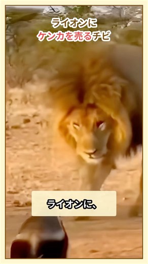 【命知らず】ライオンにケンカを売るチビ、ラーテル #動物 #雑学 #ラーテル #ライオン