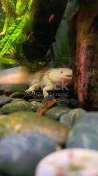 The Axolotl: The Animal That Can Regrow Its Body! 😱 | Amazing Animal Facts | Fact Nova#amazingfacts