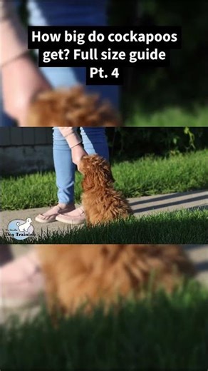 How big do cockapoos get? Full size guide Pt. 4