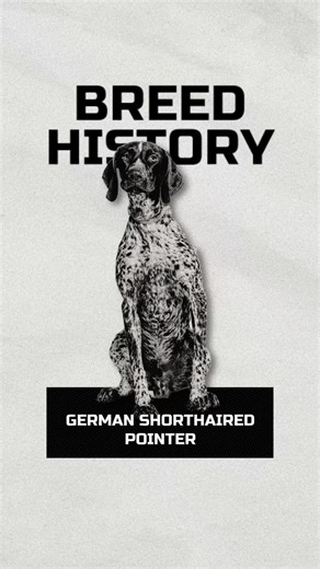 The Incredible German Shorthaired Pointer: A Versatile Hunting Breed