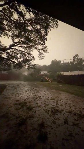 117 MPH Hurricane Winds Topple Large Tree and Power Pole || ViralHog