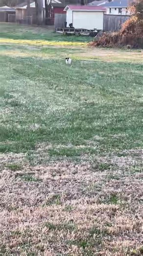 #newpuppy #doglovers #miniatureschnauzer #mydog #fyp