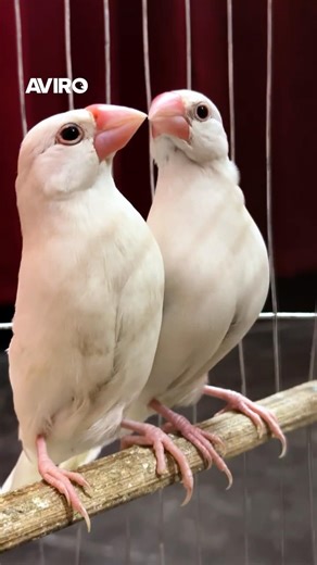 These Pure White Java Finches Are So Beautiful! 😍 Birds Paradise | Aviro BD #shorts #bird #javafinch