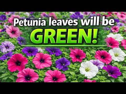 Why petunia leaves turn yellow and how to fix it fast.