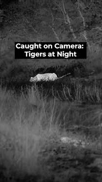 The secret lives of tigers after dark. #tiger #naturepbs #wildlife #nightcam #rarefootage