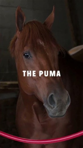 The 2026 Breeders' Cup Classic Field