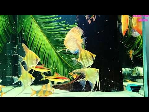 Stunning Discus Fish Aquarium | Dream Tropical Fish Tank Setup