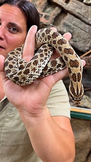 Why the hognose snake's cute upturned nose is practical