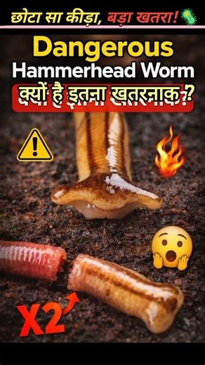 धरती का Alien जैसा कीड़ा! 😱 | Hammerhead Worm #facts #shorts #hammerheadworm