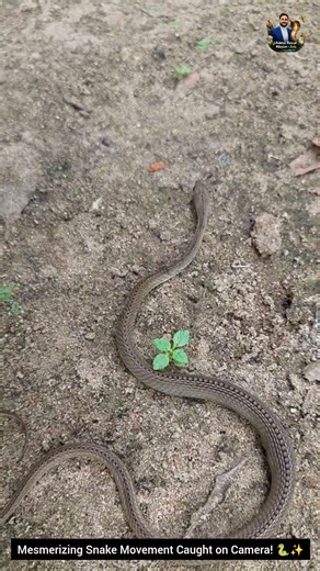 Mesmerizing Snake Movement Caught on Camera! 🐍✨ #snake #wildliferescue #wildlifeentertainment