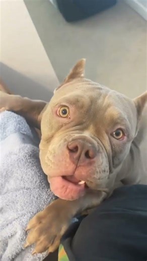 ? one but me calls my baby a gremlin. periodt gremlin fyp... #shorts #Shorts #thebullybrewhouse