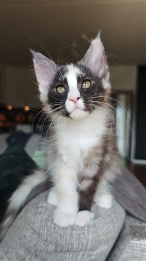 Beautiful Kitten Anna! #mainecoon #kitten