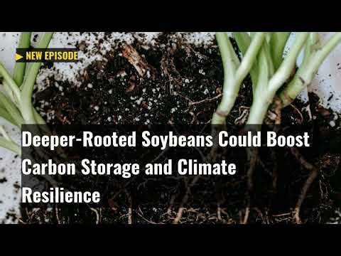 Deeper-Rooted Soybeans Could Boost Carbon Storage and Climate Resilience