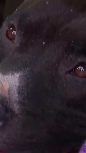 Dog reunites with owner after rehab thanks to rescue program