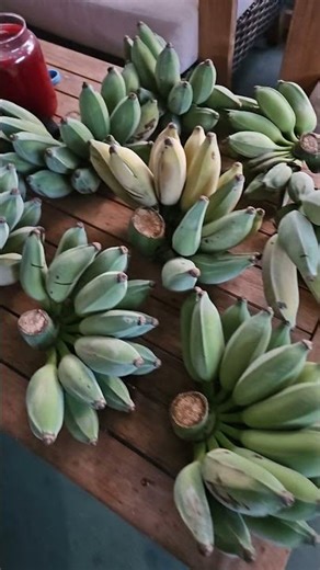 Blue Java Ice Cream Bananas #bananas #fruit #tropical