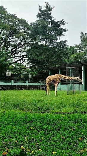🦒🦒 キリンがすごい！知られざる真実【動物】