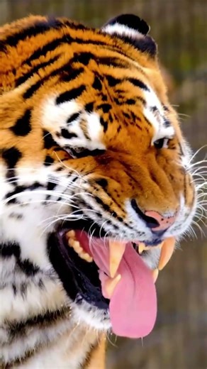 Deadliest Bengal Tiger in History 😱🐅 | The Tiger That Killed 436 People