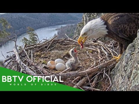 Bald Eagle: 180 Days From Egg to Survivor | Part 1