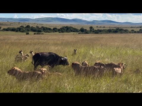 poor buffalo trap by lion pride vs hyenas attack video 
